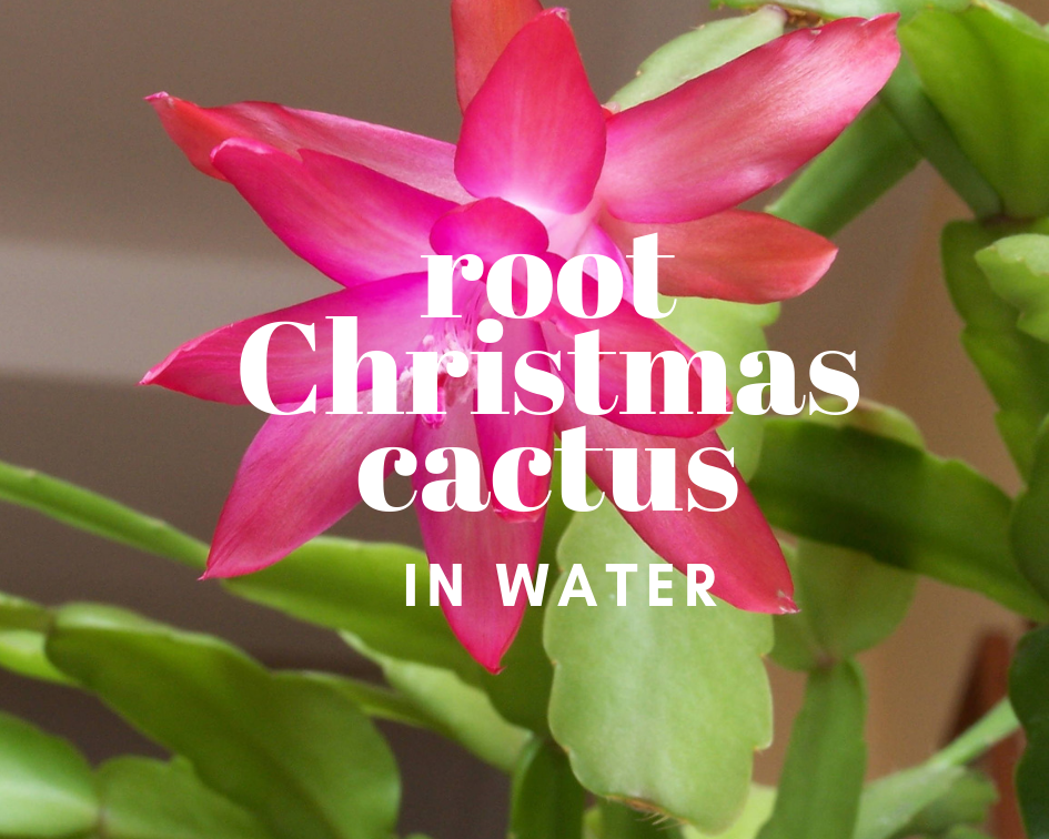 How to get christmas cactus to rebloom